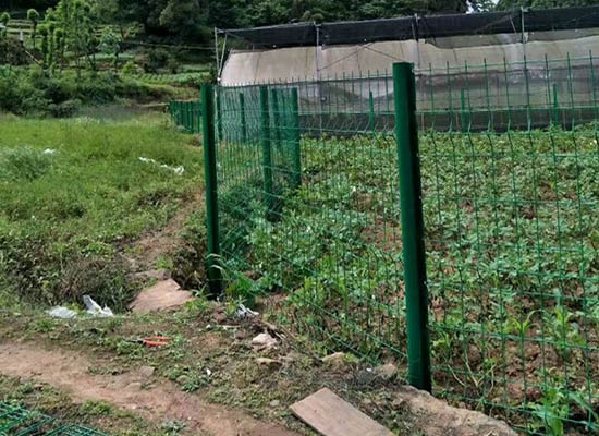 重庆桃形柱91抖音下载入口